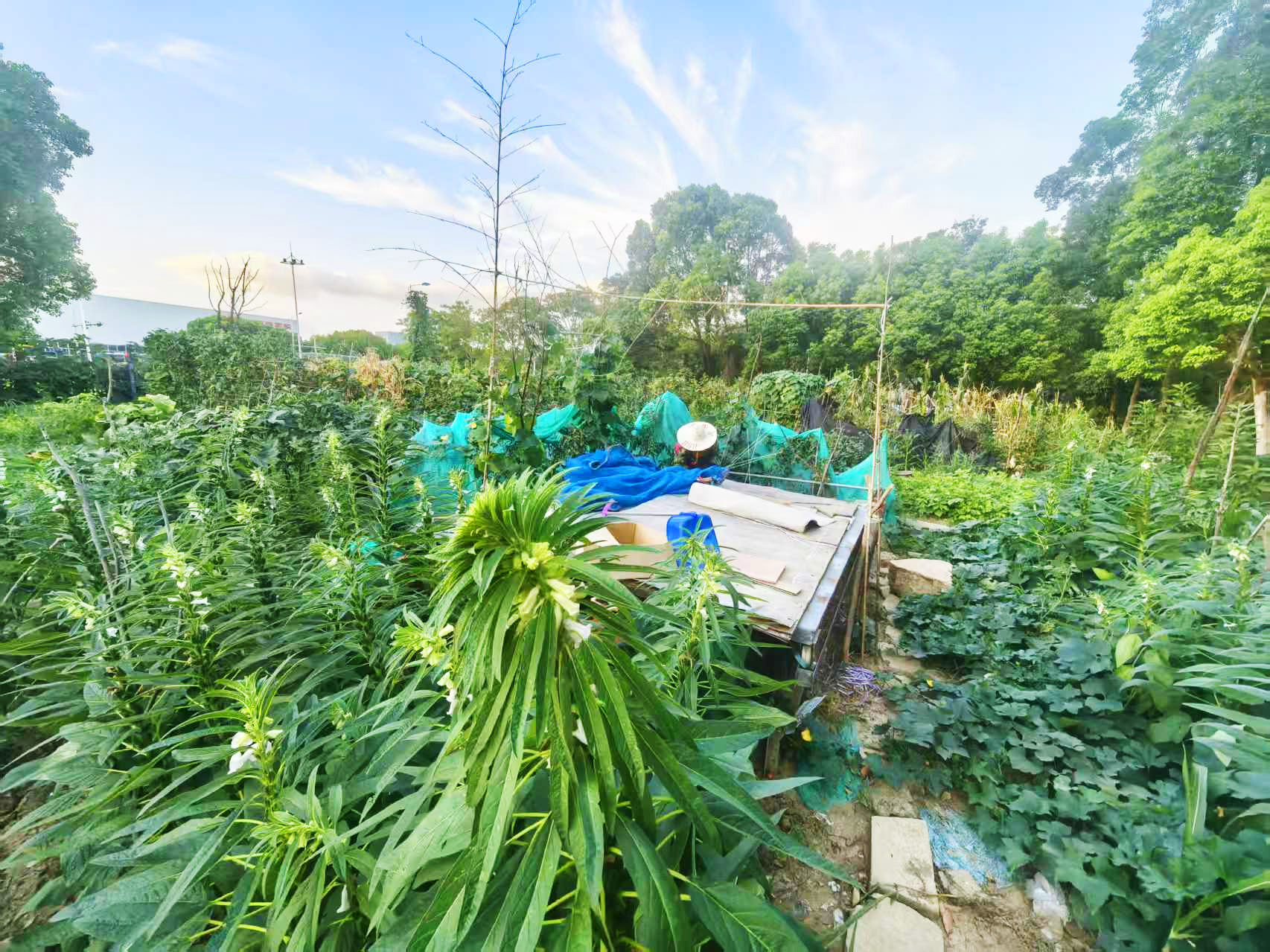 從一片荒地到碩果滿枝,我們的小菜園藏著這些故事